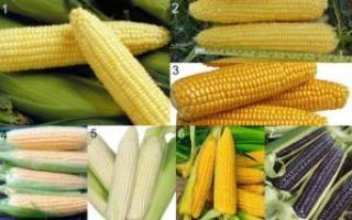 Лучшие предшественники кукурузы в севообороте, что можно сажать после