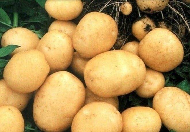 Описание сорта картофеля снегирь, особенности выращивания и ухода