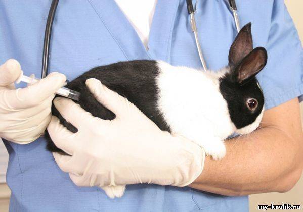 Диагностика и лечение геморрагической болезни кроликов