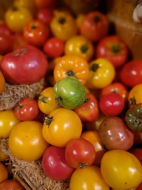 Характеристика и посадка сорта томата - малахитовая шкатулка