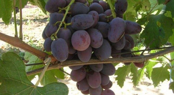 Лучшие грузинские сорта винограда: описание, особенности посадки и выращивания