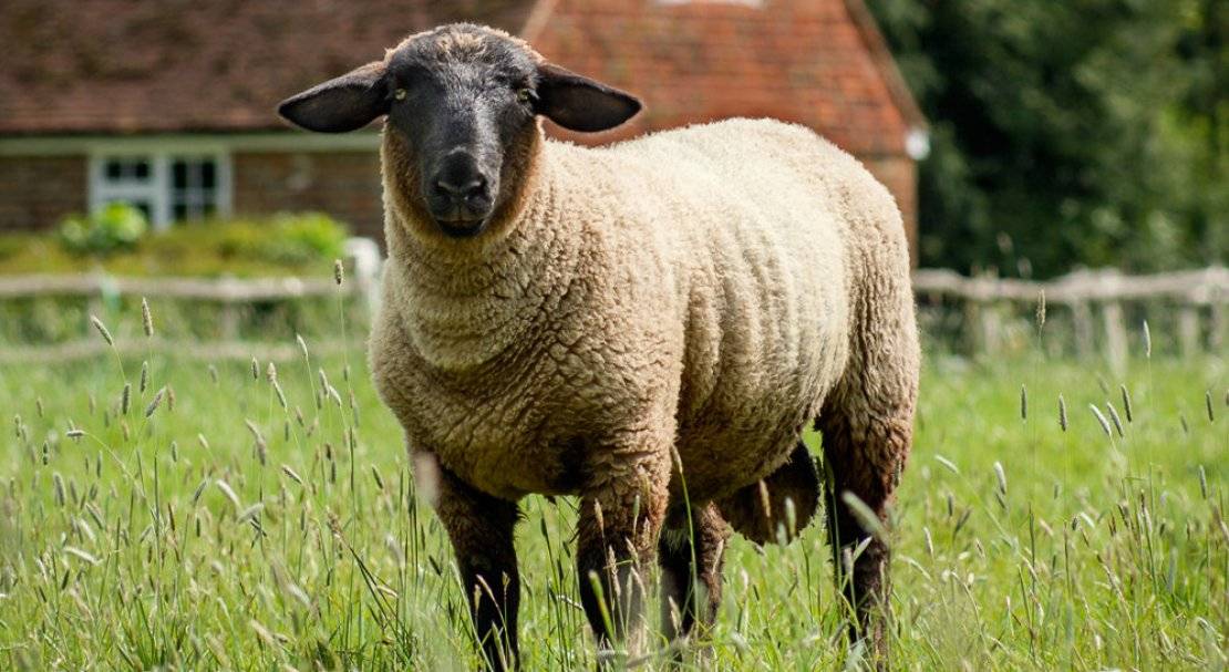Курдючные овцы, тексель, дорпер – все породы хороши, выбирай на вкус!