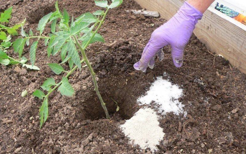 Для чего растениям фосфоросодержащие удобрения и когда их вносить