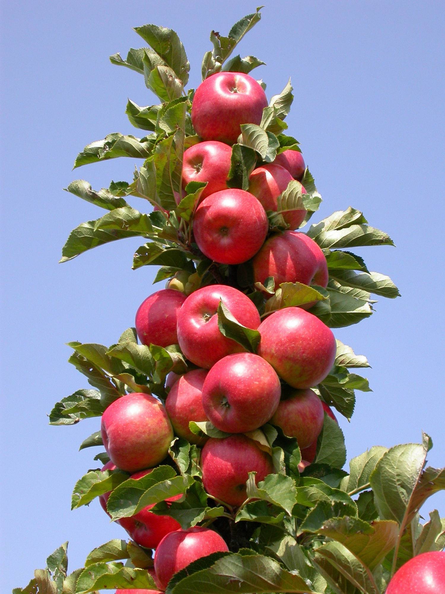 Яблоня уральское наливное: особенности сорта и ухода