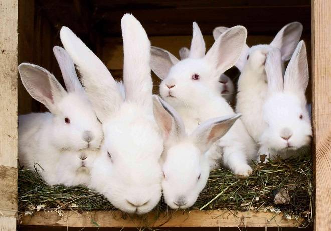 Почему крольчиха съедает своих крольчат
