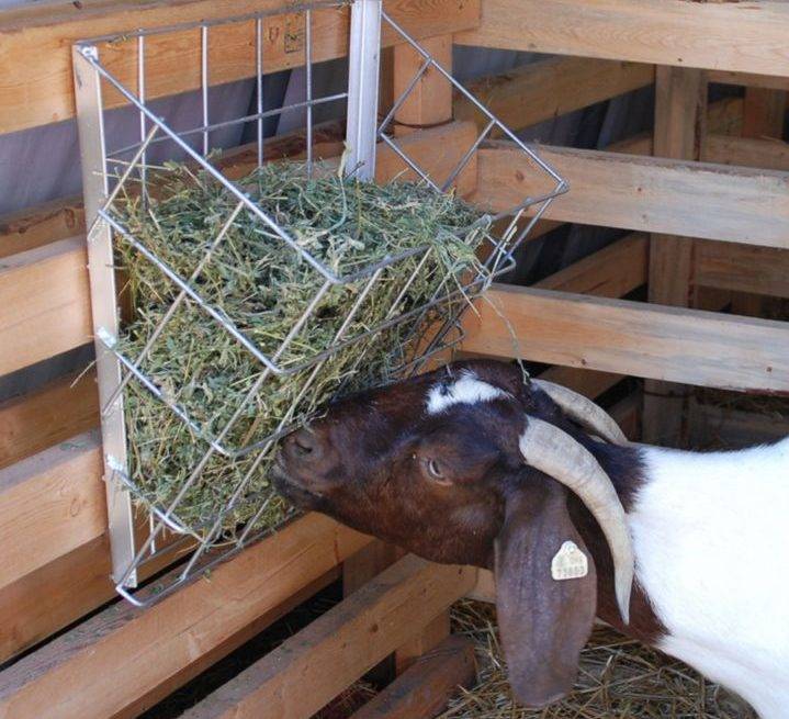 Как сделать кормушку и сарай для коз своими руками