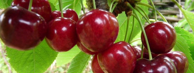 Характеристика и описание вишни «малиновка»