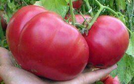 Сорт помидоров «розовый мясистый»: фото, отзывы, описание, характеристика, урожайность