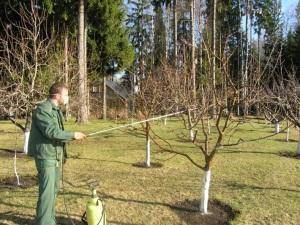 Методы и средства борьбы с вредителем короедом на плодовых деревьях, в частности на яблонях