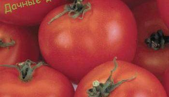 Замечательный томат, рекомендованный для выращивания в теплицах — гибридный сорт «кукла»