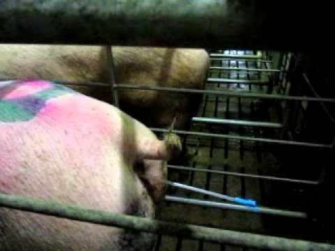 Всё об искусственном осеменении свиней. техника и виды оплодотворения