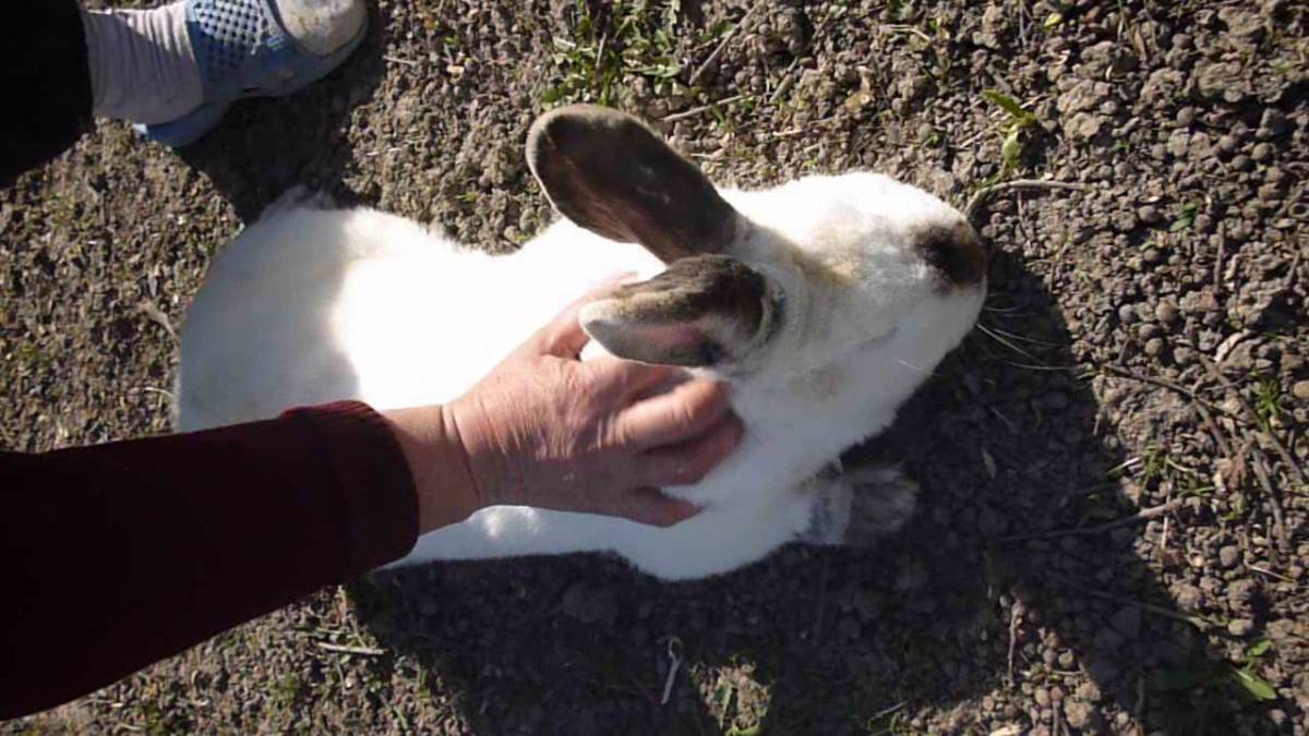 Запоры у кроликов: негативные последствия, причины, симптомы, первая помощь, лечение, профилактика