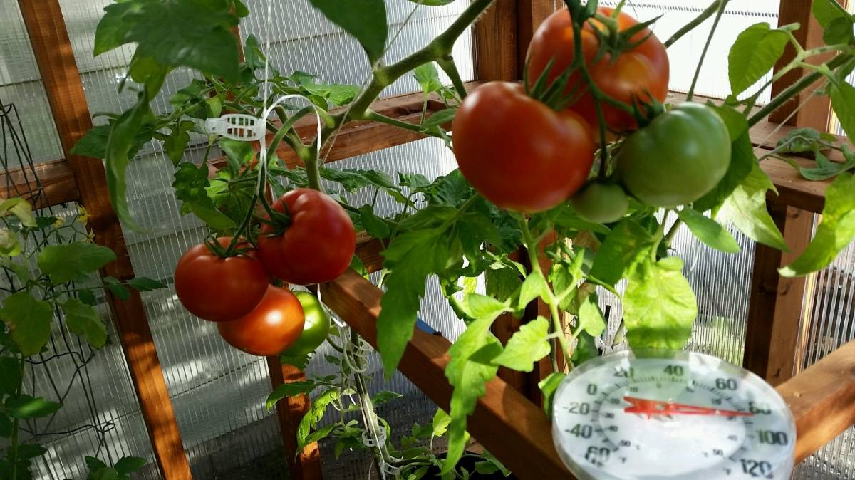 Описание сорта томата Ноктюрн, рекомендации по выращиванию