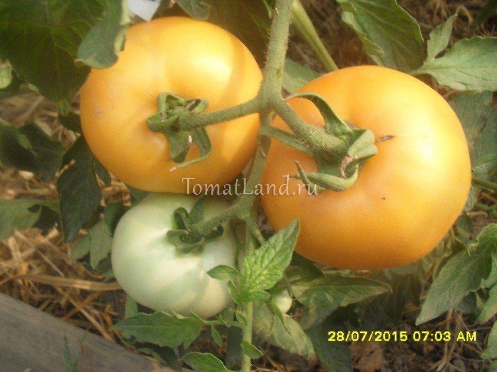 Характеристика и описание сорта томата медово сахарный (медовые росы)