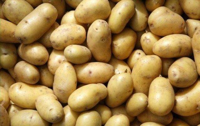 Сорт картофеля «зорачка»: характеристика, описание, урожайность, отзывы и фото