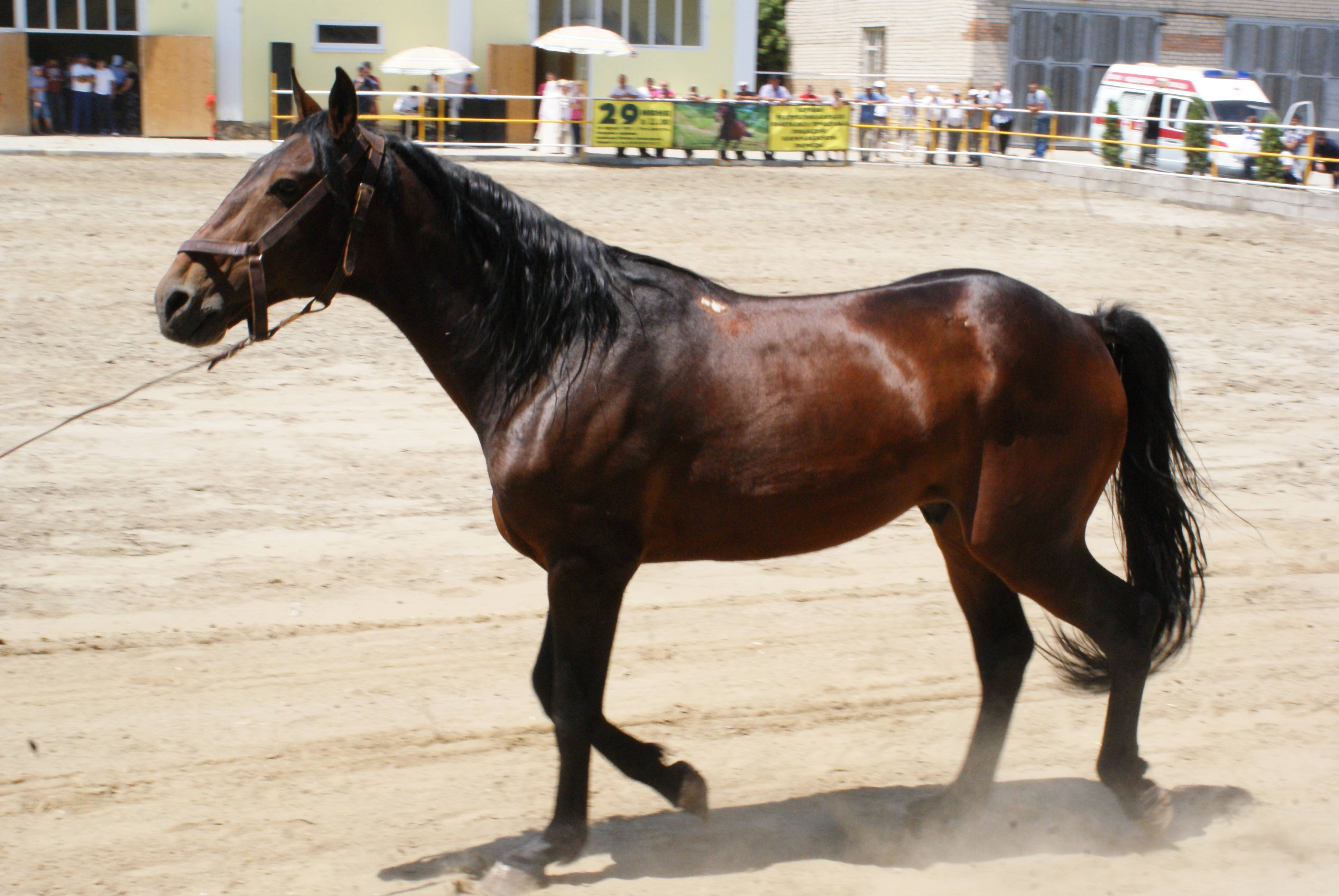 Описание и характеристика орловской породы лошадей, особенности содержания