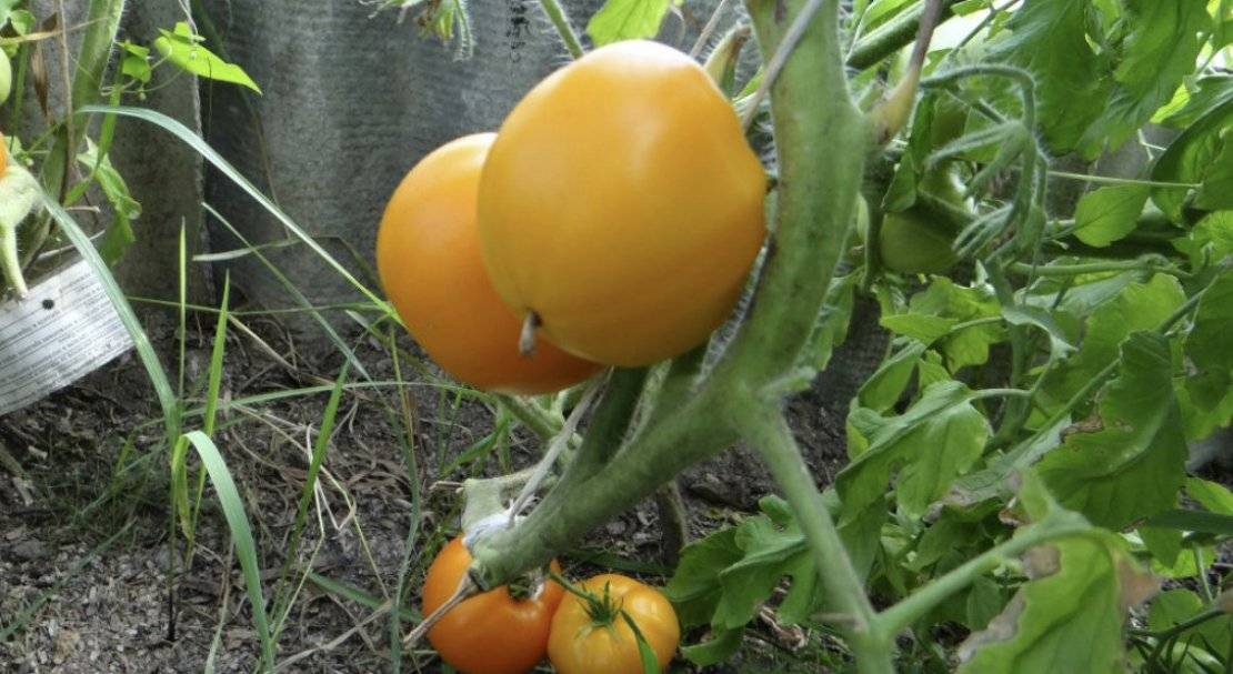 Сорт томата «купола россии»: фото, отзывы, описание, характеристика, урожайность