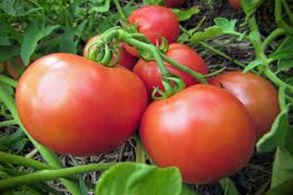 Описание сорта томата Яна, особенности выращивания и урожайность