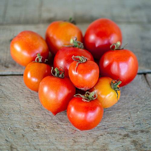 Томат «гераниум кисс» — описание сорта, характеристика и агротехника посадки, ухода и выращивания за помидором (фото)