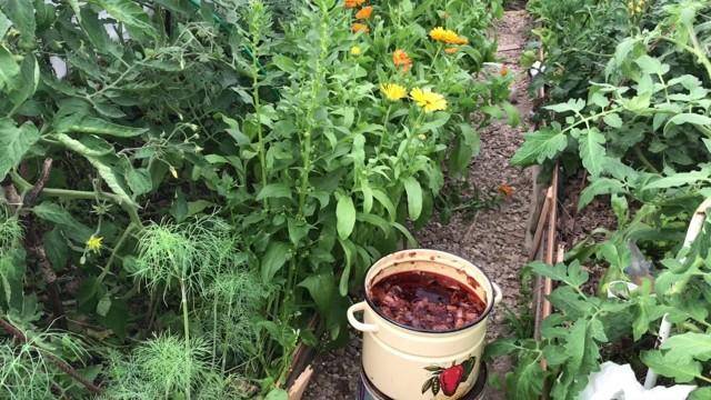 Бабушкин метод: как применять луковую шелуху на огороде: осенью, летом, весной