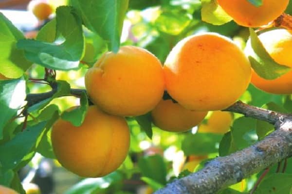 Описание сорта абрикосов кичигинский, выращивание, посадка и уход