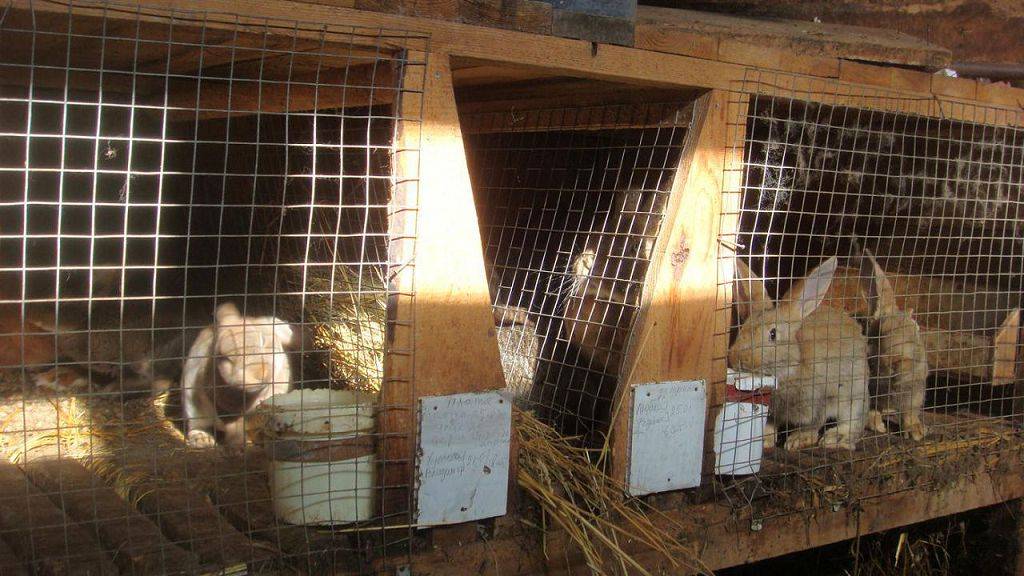 Кокцидиостатики в корм для кроликов: инструкция по применению