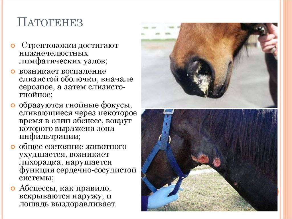 Заболевания лошадей