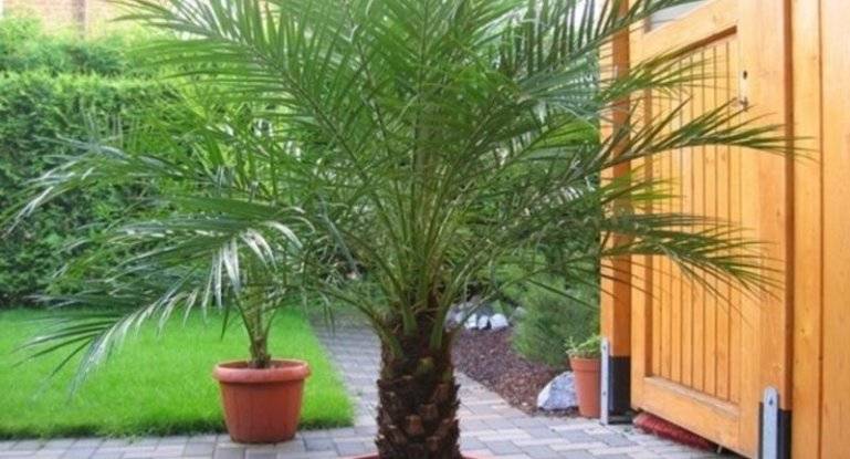 Финиковая пальма: выращивание, размножение растения, уход