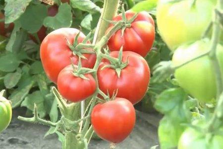 Хотите нереальных урожаев? выбирайте томат сорта «бабушкино» : описание и фото