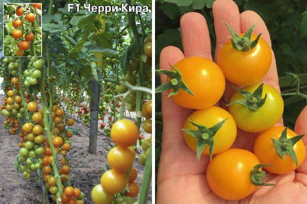 Характеристика и описание сорта томата Свит черри, урожайность и выращивание
