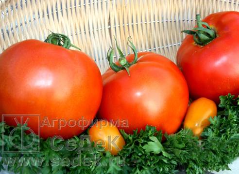 Всё о томатах сорта клуша: главные характеристики и секреты выращивания