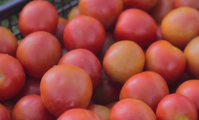 Описание сорта томата толстой f1, его характеристика и урожайность