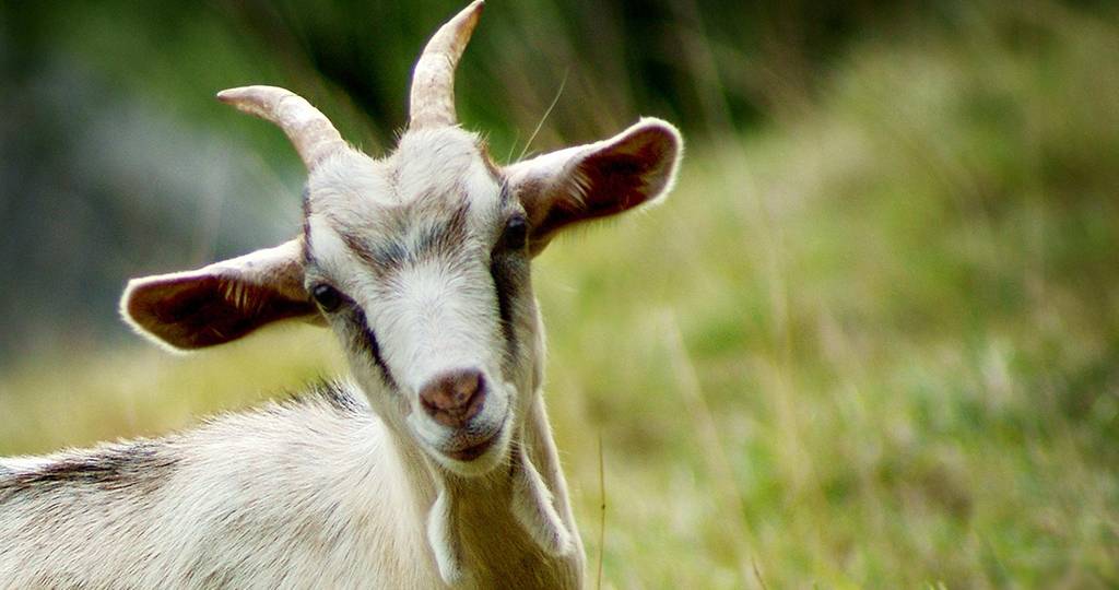 Обзор возможных болезней вымени коз и способов их лечения