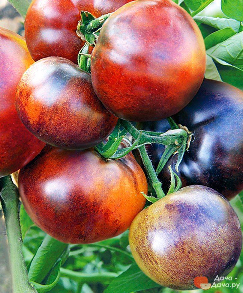 Томат ягода малина f1 — описание сорта, фото, урожайность и отзывы садоводов