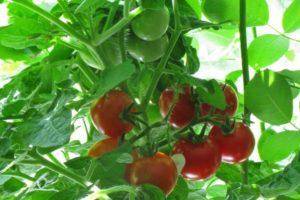 «шоколадные» томаты: особенности выращивания и характеристики