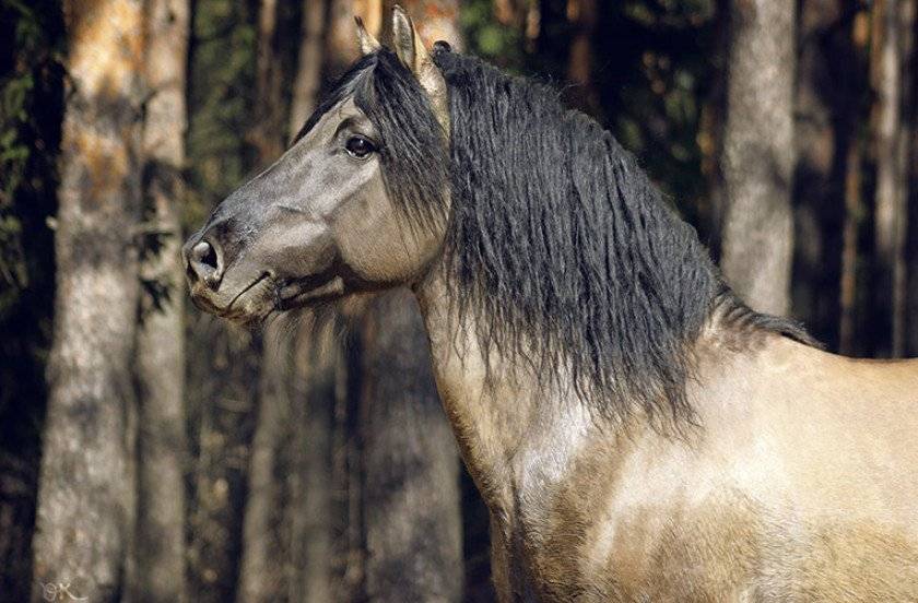 Вятская лошадь описание и характеристики породы особенности содержания