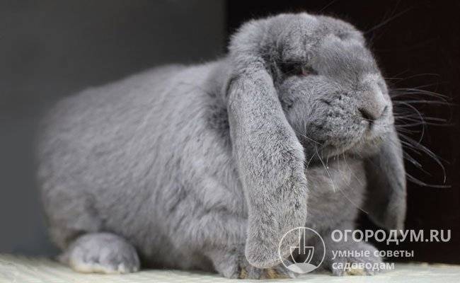 Кролики породы баран: описание продуктивных характеристик
