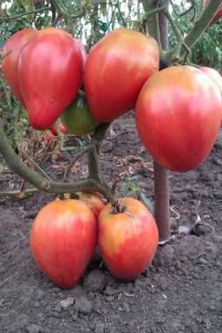 ТОП лучших сортов томатов для Краснодарского края в открытый грунт