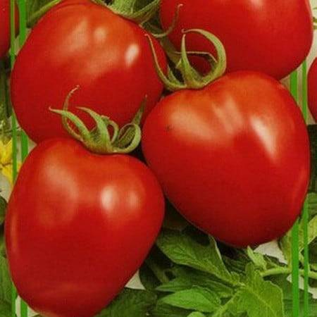 Как вырастить помидоры боец (буян)