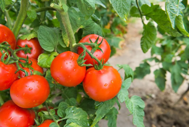 Описание сорта томата большой полосатый кабан, его характеристика и урожайность