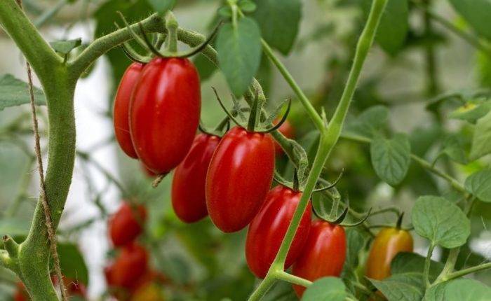 Описание сорта томата сицилийский перчик и его характеристика