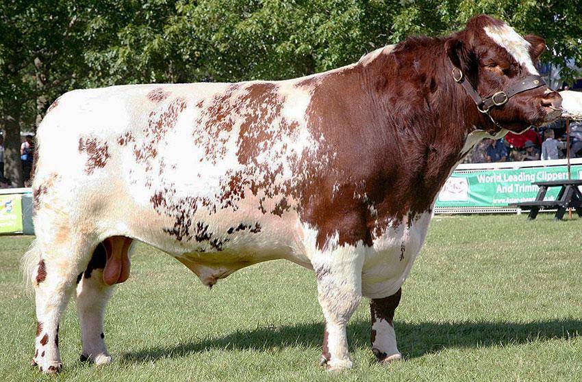 Содержание крупнорогатого скота: основные правила, рекомендации по составлению рациона