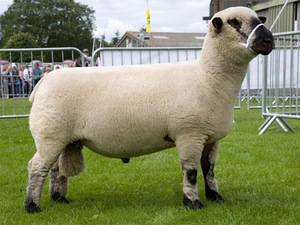 Лучшие породы овец: характеристика видов, особенности их содержания