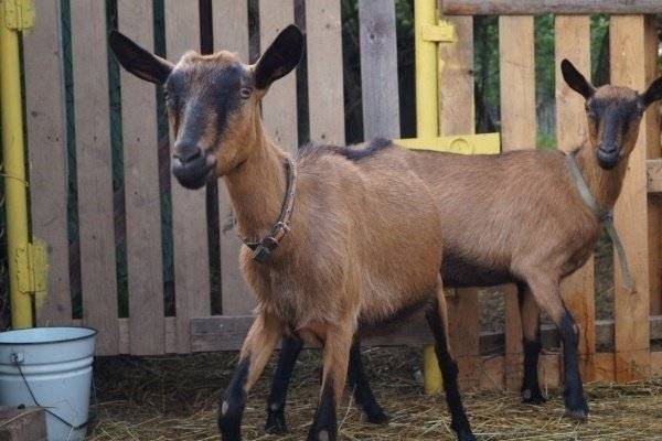 Чешские козы: описание породы, правила содержания и сколько стоит