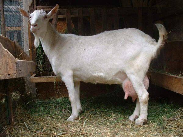 Искусство убоя и разделки коз — как правильно зарезать и освежевать