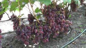 Описание раннеспелого сорта винограда «багровый»