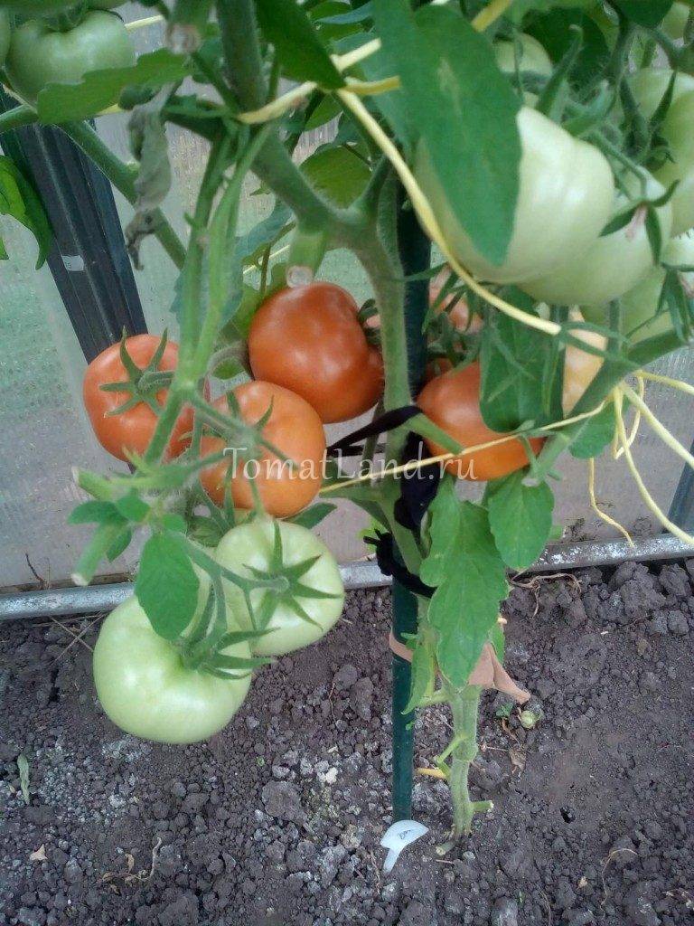 Сорт (гибрид) помидоров «ильич f1»: описание, характеристика, урожайность, фото и видео