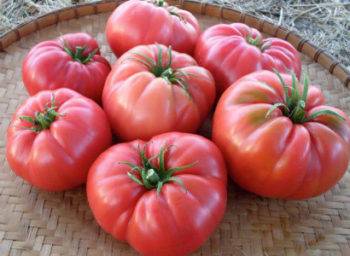 12 сортов томатов, испытанных мною в прошлом году