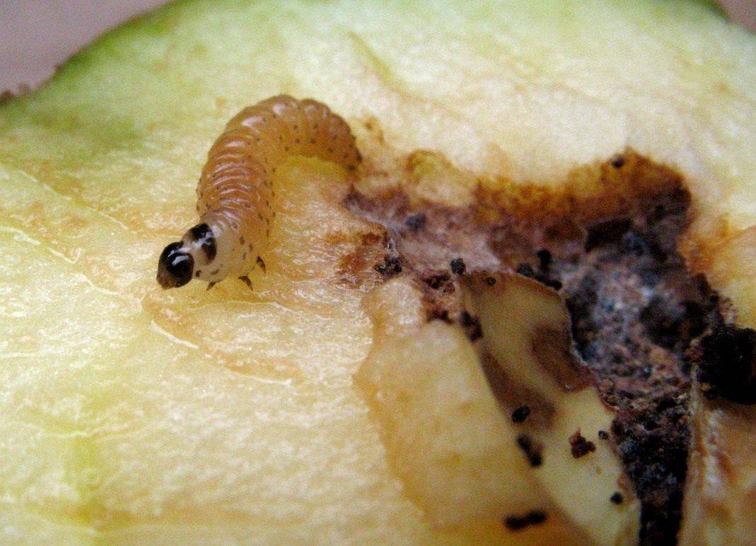 Яблонная плодожорка: как защитить сад от опасного вредителя?