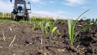 Что такое гербициды для обработки кукурузы, их виды и применение